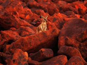 A kangaroo. 

REUTERS/Daniel Munoz