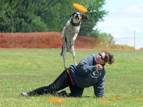 Intelligencer file photo by Emily Mountney-Lessard
Joyce Higgins, of Kitchener, and Ralph, a six-year-old Blue Heeler mix, take part in a High Flying Canine demonstration in Trenton during the annual Barks by the Bay dog festival and fair in 2013. This year marks the ninth annual event which is scheduled for Saturday.