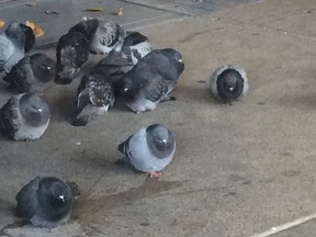 Pigeons huddle outside the front doors of City Hall on a cold day last November. (DON PEAT/Toronto Sun)