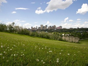 Dandelions go to seed on a sunny day at Gallagher Park in Edmonton, Alberta. File photo