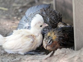 Baby chickens peck around for food. 
Julie Jocsak/Postmedia Network file photo