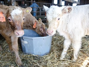 What is so unusual abut these three calves? The are triplets, the odds of which happening is one in 105,000. The calves were born earlier this month at the Kolomeitz farm in Kennedy Twp. But their arrival is not entirely without sorrow.