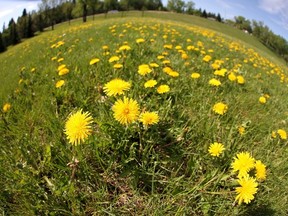 Dandelions are shown at Stanley Park on Monday June 2, 2014. Holly Mandarich / Special to The Sun / Postmedia Network