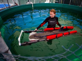 A false killer whale calf wades with a veterinarian technician Chellan Robinson after being rescued near the shores of Tofino and brought to the Vancouver Aquarium Marine Mammal Rescue centre in Vancouver, British Columbia July 11, 2014.  
REUTERS/Ben Nelms