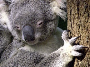 A baby koala hangs onto it's mother's back during feeding time at Sydney's Taronga Zoo in this June 25, 2001 file photo. An overcrowded colony of about 1,000 koalas in Australia is being assessed this week for possible ill health in a survey that could lead to a cull, raising objections from animal welfare lobbyists. The Victorian state government is concerned many of the koalas may be undernourished because the colony at Cape Otway has grown even as the supply of the koalas' staple diet of manna gum leaves has diminished. Koalas are a protected species in Australia, where they serve as a major tourist attraction and fulfil the odd diplomatic role - world leaders including U.S. President Barack Obama were pictured cuddling the docile animals at a G20 summit in Brisbane last year. REUTERS/David Gray/Files