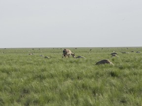 Saiga antelope with a baby grazes next to carcasses of dead antelopes lying on a field, in the Zholoba area of the Kostanay region, Kazakhstan, in this handout photo provided on May 20, 2015 by Kazakhstan's Ministry of Agriculture. About 20,000 endangered Saiga antelopes, killed by a suspected pasteurellosis infection, were found dead in Kazakhstan in a week, local media reported. REUTERS/Kazakhstan's Ministry of Agriculture/Handout via Reuters