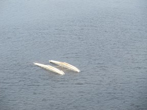 A float plane crashed in Bushey Lake May 24. Three males were found safe on the shore.