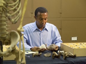 Paleoanthropologist Yohannes Haile-Selassie conducts comparative analysis of Australopithecus deyiremeda in his laboratory at Cleveland Museum of Natural History on April 29, 2015 in this image released to Reuters on May 26, 2015. Jaw and teeth fossils found on the silty clay surface of Ethiopia's Afar region represent a previously unknown member of humankind's family tree that lived 3.3 to 3.5 million years ago alongside the famous human ancestor "Lucy," scientists say.  REUTERS/Laura Dempsey/Cleveland Museum of Natural History/Handout via Reuters