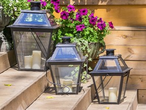 Heavy blooming petunias spread easily and are resistant to heat, humidity and rain.