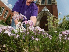 Parishioner and volunteer gardener Rosemary Dunbar plants flowers at Robertson-Wesley United Church. David Bloom, Edmonton Sun photo