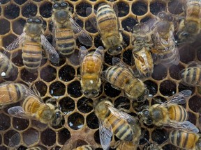 Honey bees working in their hive. (AFP PHOTO/PAUL J. RICHARDS)