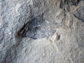 An assemblage of fossilized fish was recently found during the excavation of a basement in a new development in northwest Calgary, Alta. Five fish were found in a block of sandstone in the Paskapoo Formation — a roughly 60 million-year-old rock formation that underlies Calgary and much of the surrounding area. The discovery was made by Edgar Nernberg.
Photo provided by the University of Calgary