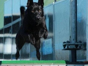 A Mississippi sheriff's deputy who was ambushed by two men was rescued by his canine partner who chased off the attackers, an official said on Wednesday.
(Photo from Facebook)