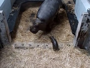 A baby pygmy hippopotamus is born on May 25, 2015 in this still frame from a Melbourne Zoo video. This is the first pygmy hippo to be born at Melbourne Zoo for 33 years. (Melbourne Zoo/Postmedia Network)