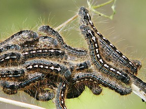 Forest tent caterpillars