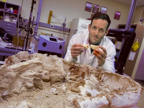 Vertebrate paleontologist Michael D'Emic is shown in this undated handout photo provided by Stony Brook University in Stony Brook, New York, May 28, 2015, with a fossil of the meat-eating dinosaur Majungasaurus, dug up by Stony Brook University field crews. Dinosaurs, those bygone masters of the planet, were warm-blooded just like today's mammals, according to D'Emic who judged their metabolism using body mass and growth rates deduced from fossils of species including Tyrannosaurus rex. REUTERS/John Griffin/Stony Brook University/Handout via Reuters