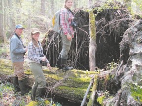 Jody Allair, left, a Bird Studies Canada biologist, Heather Polowyk, centre, and Sarah Dobney were locating Louisiana Waterthrush  nests in the swamps of Backus Woods in Norfolk County. (PAUL NICHOLSON/Special to Postmedia Network)