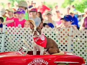 “Let’s go,” says Ultimutts’ Pickles, a red Boston terrier. (Handout - Ultimutts Stunt Dog Show)