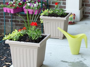 To create a garden container with pizzazz, use different kinds of plants in various proportions taking care to balance colours and textures.