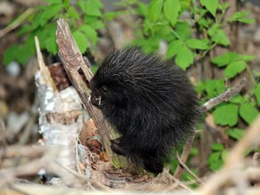 Outdoors porcupine