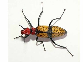 Iron cross blister beetle.

(Handout)