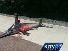A Hawaiian fisherman died when a swordfish he had speared in a harbour on the Big Island struck him in the chest with its sharp bill. (KITV.com screengrab)