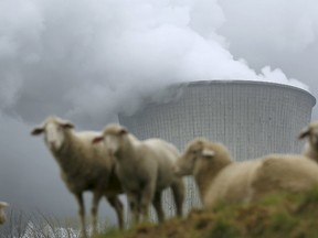 Sheep graze in front of the coal power plant of German utility RWE Power near the western town of Niederaussem in this April 22, 2015 file photo. (REUTERS/Ina Fassbender)