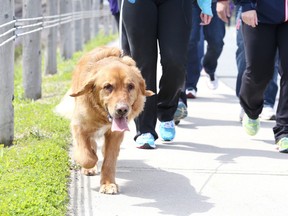 Hundreds of participants, including Gizmo turned out for CARSTAR’s Great Strides Walk for Cystic Fibrosis on Sunday morning in Bell Park. About $30,000 was raised. CARSTAR will be holding a fundraising carwash on June 13 at 3175 Kingsway with proceeds going to Cystic Fibrosis Canada and Pet Save. Gino Donato/Sudbury Star/Postmedia Network