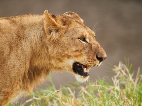 A lion is pictured in this file photo. An American tourist was mauled to death in South Africa when a lion jumped into her vehicle, police and officials said. (Fotolia Photo)