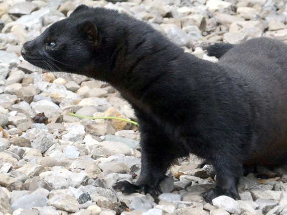 Activists claim responsibility for fatal mink liberation | Toronto Sun