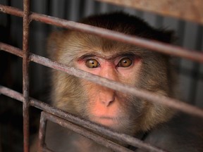 A British woman tried to have two macaques charged after they pulled her clothes and hair. (Reuters file photo)