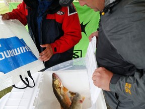 JASON MILLER/The Intelligencer
Paul Ethier, (first left) of Perth, gets his catch weighed in by Quinte Fishing Series official Brad Pound, after Ethier caught two walleye totaling six pounds during the kickoff of the Quinte Fishing Series Sunday. About 29 teams participated in the walleye tournament.