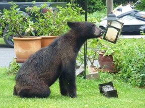 A young black bear eats out of a birdfeeder in Andy Rose's yard at his Nepean home on Maplehill Way on Sunday, May 31, 2015. It's believed the same bear was hit by a car near the Stonebridge Golf Course on Jockvale Rd. on Monday morning. 
(Supplied Photo/Andy Rose)