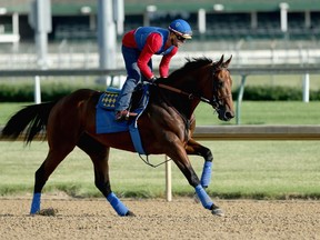 Triple Crown hopeful American Pharoah gets in a training run in preparation for the Belmont Stakes at Churchill Downs on Saturday. (GETTY IMAGES)