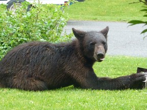 A young black bear eats out of a birdfeeder in Andy Rose's yard at his Nepean home on Maplehill Way on Sunday afternoon. It's believed the same bear was hit by a car near the Stonebridge Golf Course on Jockvale Rd. on Monday morning. (Supplied Photo/Andy Rose)