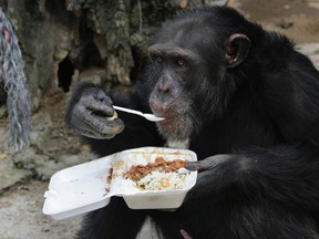 A chimpanzee eats its lunch using a spoon at Villa Lorena animal refugee center in Cali, in this file photo taken October 20, 2009.    REUTERS/Jaime Saldarriaga/Files