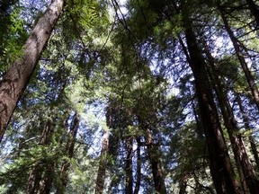 Muir Woods in California
SARAH-ÉMILIE NAULT/Postmedia Network file photo