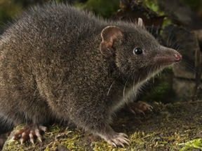 The Tasman Peninsula Dusky Antechinus is seen in this photo released by the Queensland University of Technology.