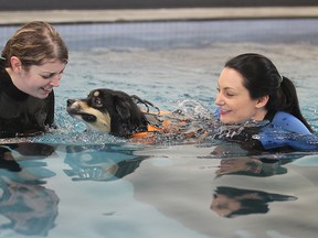 Laurel Skuba, owner of Pawsh Dog Wellness Centre (right), and canine hydro therapist Kaitlyn Stodgell work with Yves in their therapy pool. Skuba is the only Manitoban up for a Young Entrepreneur Award. (Brian Donogh/Winnipeg Sun)