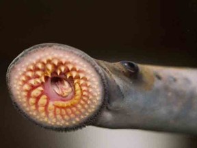 sea lamprey