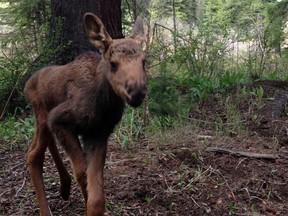 A Montana camper thought he was doing the right thing alerting wildlife officers about an orphaned baby moose, but he said he was shocked when they shot the newborn animal and blew it up alongside the carcasses of its mother and sibling. (Postmedia Network/Josh Hohm)