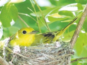 Although most warbler species migrate through Southwestern Ontario, some such as this yellow warbler as well as American redstarts and common yellowthroats will stay and nest here. (PAUL NICHOLSON/Special to Postmedia Network)