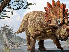 Meet ‘Hellboy’ - the first of a new dinosaur species discovered in the province of Alberta, Regaliceratops peterhewsi was discovered by a member of the public in southeastern Alberta in 2005. Nicknamed “Hellboy” due to the combination of difficult excavation conditions and hardness of the rock surrounding the skull, the specimen took nearly 10 years from discovery to display. Upon discovery, it was instantly noticeable that this specimen was something that had never been seen before, especially considering its unlikely location and unique features. The research on this specimen was completed by Royal Tyrrell Museum scientists Dr. Caleb Brown, Post-doctoral Fellow, and Dr. Donald Henderson, Curator of Dinosaurs. Their research has greatly increased the understanding of the evolution of horned dinosaurs. “Hellboy” has been unveiled as part of the Royal Tyrrell Museum of Palaeontology’s newest exhibit, Fossils in Focus, which provides visitors with the chance to learn about some of the most significant specimens in the Museum’s collections. Photo Supplied/ Royal Tyrrell Museum