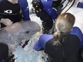 A beluga whale calf born May 10 is cared for by staff at the Georgia Aquarium, in Atlanta, Georgia, in this undated handout photo. The beluga whale has stopped nursing, is not gaining weight and appears to be fighting for her life, with officials this week calling her condition "extremely guarded."  REUTERS/Georgia Aquarium/Handout via Reuters