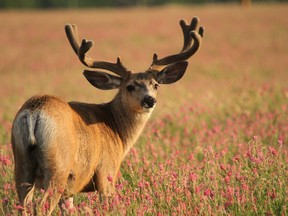 Three B.C. hunters were ordered to pay up to $12,000 in fines after they pleaded guilty to hunting wildlife during a closed season. This photo shows a mule deer buck in the evening light in a field of sweet clover in the foothills south of Lundbreck, Alberta, on July 27, 2011. MIKE DREW/CALGARY SUN photo