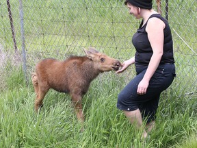 Jesse the baby moose sniffs Alicia Irwin, the co-ordinator at the Wild at Heart Refuge Centre in Sudbury. Gino Donato/Sudbury Star