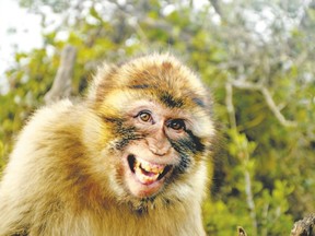 Melissa Hart, 23, from Macclesfield, England, said she was sexually assaulted by two Barbary macaques while vacationing in Gibraltar. She said the monkeys pulled at her hair and clothes, removing her bikini top. (Fotolia photo)