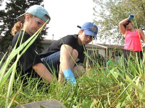 Volunteers, including Macayla Goodwin, 8, left, her mother Jenn Goodwin, centre, and Tammy Horner, right, dig up a garden off Compton Street during the annual United Way Day of Caring in Kingston, Ont. on Fri., June 5, 2015. About 200 volunteers from 29 workplaces helped out at 25 agencies. Michael Lea/The Whig-Standard/Postmedia Network
