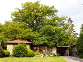 What is believed to be the largest, and perhaps oldest, red oak in Toronto, if not Ontario, completely covers a house on Coral Gable Dr. , in the Weston Rd. and Sheppard Ave. W. area in Toronto. Pictured here on June 5, 2015. (Dave Thomas/Toronto Sun)