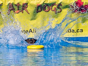 A dog lands in the water during the Ultimate Air Dogs competition on Saturday June 6, 2015 in Belleville, Ont. The competition was part of the Fixed Fur Life Strut For Stays event to raise money to help homeless and abandoned animals in the community. Tim Miller/The Intelligence